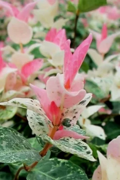 Snow N Summer Asiatic Jasmine - 6 Pack Of 1 Gallon Pots -Garden & Outdoors Asian Jasmine Snow N Summer 16