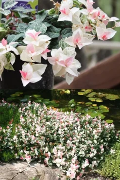 Snow N Summer Asiatic Jasmine - 6 Pack Of 1 Gallon Pots -Garden & Outdoors Asian Jasmine Summer N Snow 2