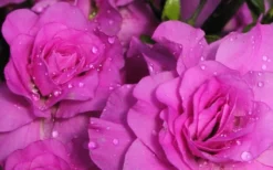 Amelia Rose Azalea - 3 Gallon Pot -Garden & Outdoors Azalea Amelia Rose 1