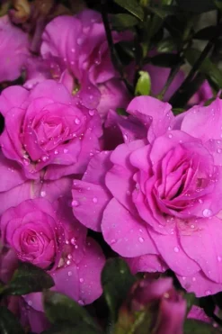 Amelia Rose Azalea - 1 Gallon Pot