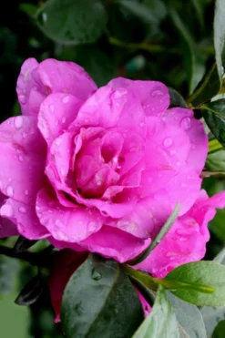 Amelia Rose Azalea - 1 Gallon Pot -Garden & Outdoors Azalea Amelia Rose 3 1