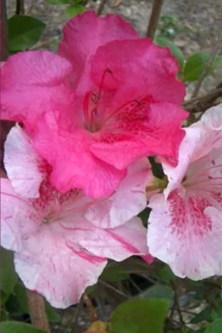 Conversation Piece Azalea - 1 Gallon Pot -Garden & Outdoors Azalea Conversation Piece 10