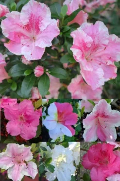 Conversation Piece Azalea - 1 Gallon Pot -Garden & Outdoors Azalea Conversation Piece 2 500x750 1