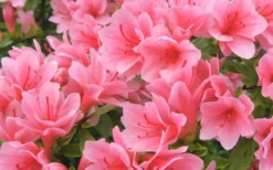 Coral Bells Azalea - 2 Gallon Pot -Garden & Outdoors Azalea Coral Bells