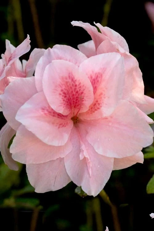 Autumn Belle Encore Azalea - 1 Gallon Pot 1 Autumn Belle Encore Azalea - 1 Gallon Pot