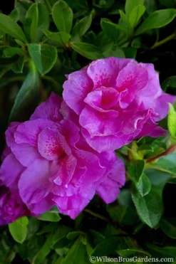 Autumn Majesty Encore Azalea - 3 Gallon Pot 11 Autumn Majesty Encore Azalea - 3 Gallon Pot -Garden & Outdoors Azalea Encore Autumn Majesty 5