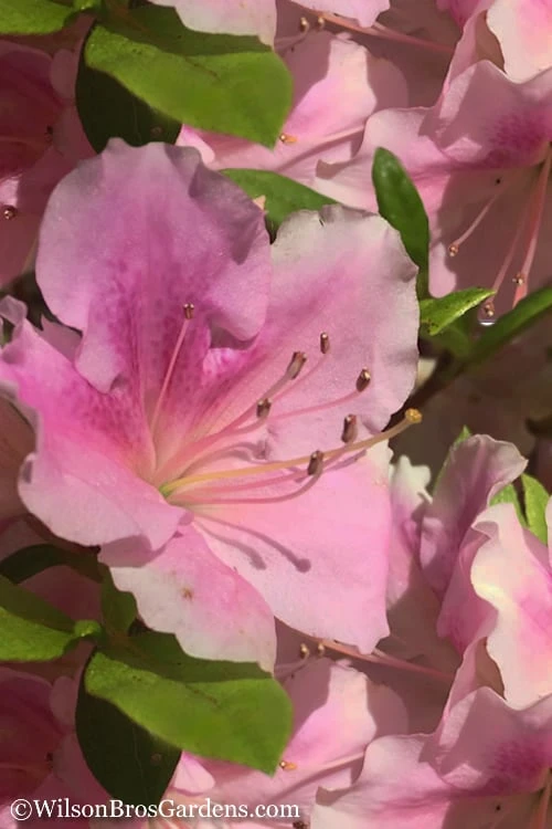 Autumn Sweetheart Encore Azalea - 1 Gallon Pot 1 Autumn Sweetheart Encore Azalea - 1 Gallon Pot