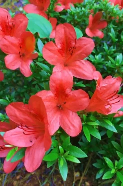Flame Creeper Dwarf Spreading Azalea - 3 Gallon Pot 7 Flame Creeper Dwarf Spreading Azalea - 3 Gallon Pot -Garden & Outdoors Azalea Flame Creeper 11