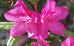 Judge Solomon Southern Indica Azalea - 3 Gallon Pot -Garden & Outdoors Azalea Judge Solomon 50