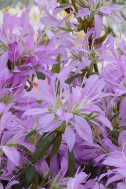 Koromo Shikibu Purple Spider Azalea - 3 Gallon Pot