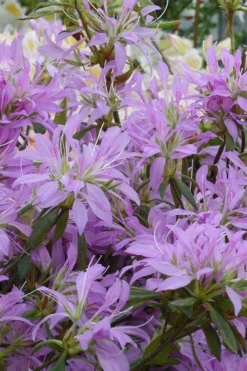 Koromo Shikibu Purple Spider Azalea - 3 Gallon Pot -Garden & Outdoors Azalea Koromo Shikibu 2