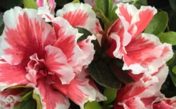 Mardi Gras Southern Indica Azalea - 1 Gallon Pot -Garden & Outdoors Azalea Mardi Gras 2 1