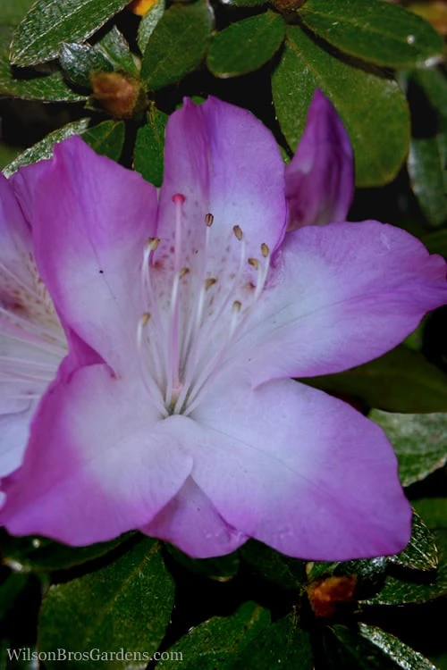 Nuccio's Voodoo Azalea - 1 Gallon Pot 1 Nuccio's Voodoo Azalea - 1 Gallon Pot
