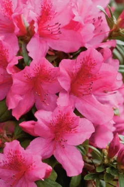 Pride Of Mobile Azalea - 1 Gallon Pot -Garden & Outdoors Azalea Pride Of Mobile 500x750 1