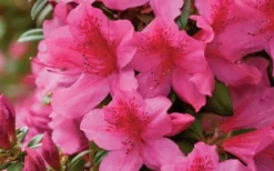 Pride Of Mobile Azalea - 1 Gallon Pot -Garden & Outdoors Azalea Pride of Mobile 15