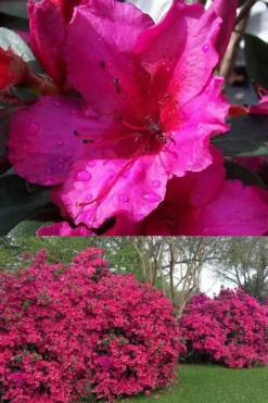 Red Formosa Azalea - 3 Gallon Pot 8 Red Formosa Azalea - 3 Gallon Pot -Garden & Outdoors Azalea Red Formosa 1 500x750 1