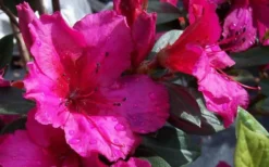Red Formosa Azalea - 3 Gallon Pot 9 Red Formosa Azalea - 3 Gallon Pot -Garden & Outdoors Azalea Red Formosa