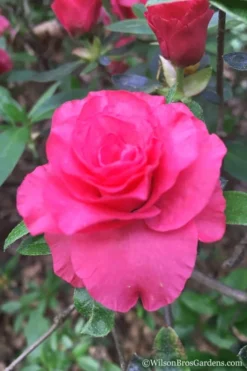 Rosebud Azalea - 2 Gallon Pot -Garden & Outdoors Azalea Rosebud 3 2