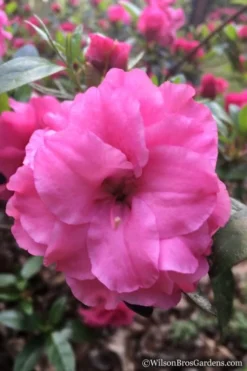 Rosebud Azalea - 6 Pack Of 1 Gallon Pots -Garden & Outdoors Azalea Rosebud 7 3