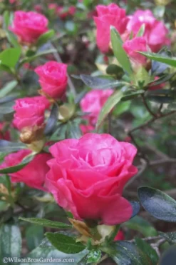 Rosebud Azalea - 1 Gallon Pot -Garden & Outdoors Azalea Rosebud 8 1