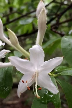 Texas Azalea (Rhododendron Oblongifolium) - 3 Gallon Pot -Garden & Outdoors Azalea Texas Rhododendron Oblongfolium 2