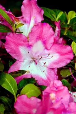 Vibrant Azalea (Harris Hybrid) - 1 Gallon Pot -Garden & Outdoors Azalea Vibrant 1