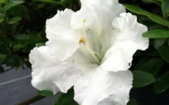 Gumpo White Dwarf Azalea - 1 Gallon Pot 7 Gumpo White Dwarf Azalea - 1 Gallon Pot -Garden & Outdoors Azalea White Gumpo