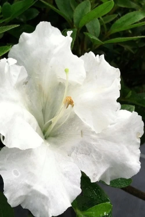 Gumpo White Dwarf Azalea - 1 Gallon Pot 1 Gumpo White Dwarf Azalea - 1 Gallon Pot