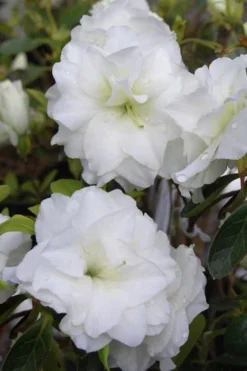 White Rosebud Azalea - 1 Gallon Pot