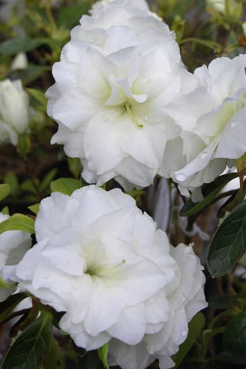 White Rosebud Azalea - 1 Gallon Pot 1 White Rosebud Azalea - 1 Gallon Pot