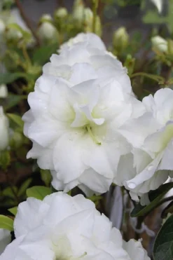 White Rosebud Azalea - 6 Pack Of 1 Gallon Pots 8 White Rosebud Azalea - 6 Pack Of 1 Gallon Pots -Garden & Outdoors Azalea White Rosebud 4 1