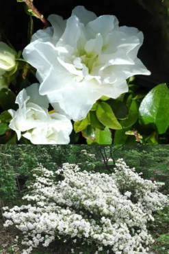 White Rosebud Azalea - 1 Gallon Pot 9 White Rosebud Azalea - 1 Gallon Pot -Garden & Outdoors Azalea White Rosebud 5