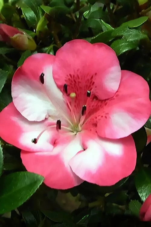 Kobai #2 Azalea - 1 Gallon Pot 1 Kobai #2 Azalea - 1 Gallon Pot