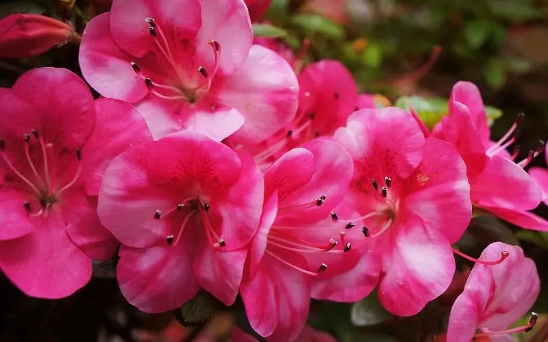 Kobai #2 Azalea - 1 Gallon Pot 4 Kobai #2 Azalea - 1 Gallon Pot - Image 4