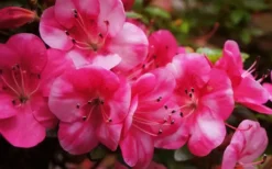 Kobai #2 Azalea - 6 Pack Of 1 Gallon Pots 7 Kobai #2 Azalea - 6 Pack Of 1 Gallon Pots -Garden & Outdoors Azalea kobai 2 2