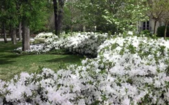 Mrs. G.G. Gerbing White Southern Indica Azalea - 1 Gallon Pot -Garden & Outdoors Azlea GG Gerbing 2