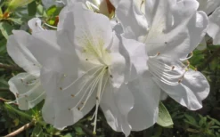 Mrs. G.G. Gerbing White Southern Indica Azalea - 1 Gallon Pot -Garden & Outdoors Azlea GG Gerbing Flower