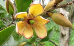Banana Shrub - 1 Gallon Pot -Garden & Outdoors Banana Shrub Flower Closeup 1