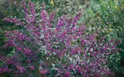 Pearl Glam Beautyberry - Callicarpa - 2 Gallon Pot -Garden & Outdoors Beautyberry Pearl Glam 2