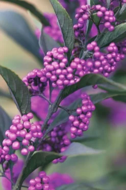 Purple Pearls Beautyberry - Callicarpa - 3 Gallon Pot -Garden & Outdoors Beautyverry Callicarpa Purple Pearls Berries Closeup 5 x750