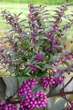 Purple Pearls Beautyberry - Callicarpa - 3 Gallon Pot -Garden & Outdoors Beautyverry Callicarpa Purple Pearls Shrub 5 x750