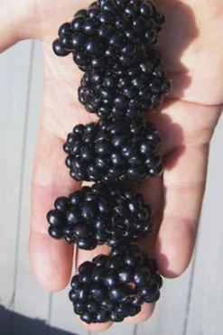 Apache Thornless Blackberry - 6 Pack Of 1 Gallon Pots