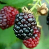 Arapaho Thornless Blackberry - 6 Pack Of 1 Gallon Pots