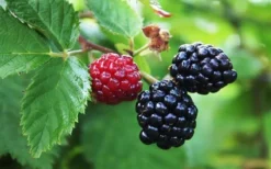 Arapaho Thornless Blackberry - 6 Pack Of 1 Gallon Pots -Garden & Outdoors Blackberry Arapaho Thornless