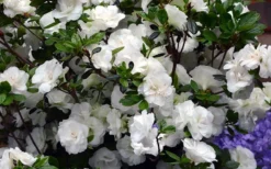 Snowball Bloom 'N Again Azalea - 1 Gallon Pot -Garden & Outdoors Bloom N Again Azalea Snowball
