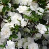 Snowball Bloom 'N Again Azalea - 1 Gallon Pot