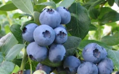 Bless Your Heart Rabbiteye Blueberry - 1 Gallon Pot 7 Bless Your Heart Rabbiteye Blueberry - 1 Gallon Pot -Garden & Outdoors Blueberry Bless Your Heart