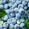 Brightwell Rabbiteye Blueberry - 7 Gallon Pot