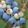 Powderblue Rabbiteye Blueberry - 1 Gallon Pot