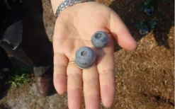 Titan Blueberry - 3 Gallon Pot 10 Titan Blueberry - 3 Gallon Pot -Garden & Outdoors Blueberry Titan 1